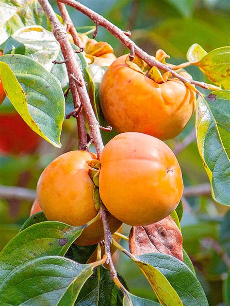 Persimmon Trees Fuyugaki Non Astringent Plant Me Green Reviews On Judgeme