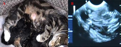 Ultrasound And Ecg Veterinary Clinic Ivavet