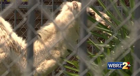 Camel exotic blends crema, a cigarette that includes a hint of vanilla. Bizarre: Louisiana woman forced to bite a camel's genitals ...