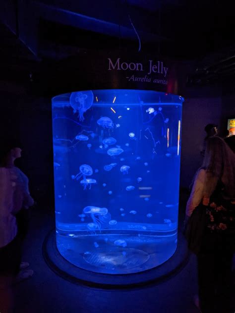 Moon Jelly Tank Zoochat