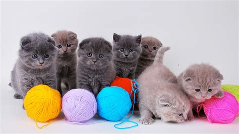 List Of How To Play With Newborn Kittens 2022