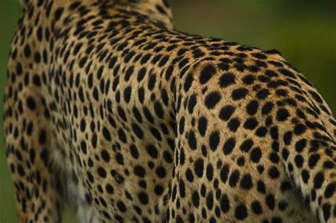 Cheetah Spots Up Close Free Photo On Pixabay Pixabay