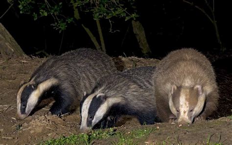European Badger Size And Appearance Wildlife Online