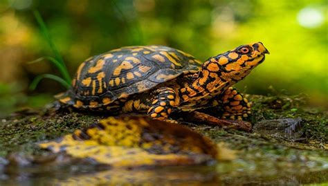 You might be able to get a tank cheaper at a garage sale or by buying a used tank. Baby Box Turtle Pet Care | Habitat, Lifespan and Food