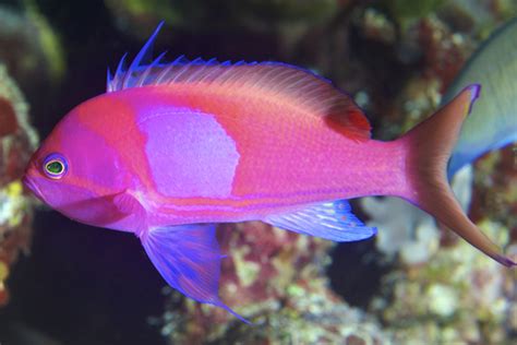 100 Pink Fish Names Fishlab