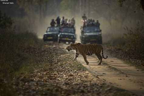 India Wildlife Safari Tiger Safari India Blog