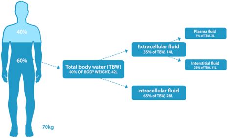 Water And Hydration Physiological Basis In Adults Hydration For Health