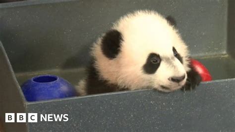 Panda Makes Washington Zoo Debut Bbc News