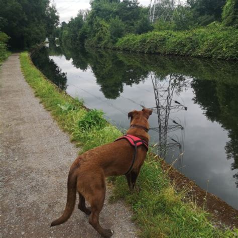 Dog Walk At Denham Country Park · Middlesex · Walkiees