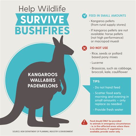 .we preach, we feed, we care. A guide to feeding hungry wildlife survivors of bushfires ...