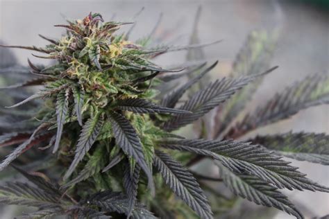 Pink Runtz - Strain Information - CannaConnection - Strain Information