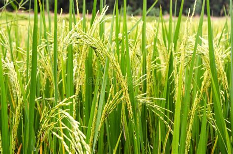 Close Up Rice Plant Stock Image Image Of Country Agriculturist 28615965