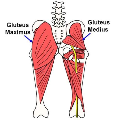 The accompanying muscle diagram reveals the positions of the muscles in this pose. Hip Abductors: The Muscles That Stabilize Your Walk | Nose Creek Sport Physiotherapy, Calgary