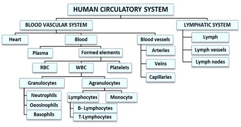 Body Fluids And Circulation Notes Class 11 Part 1 Circulatory