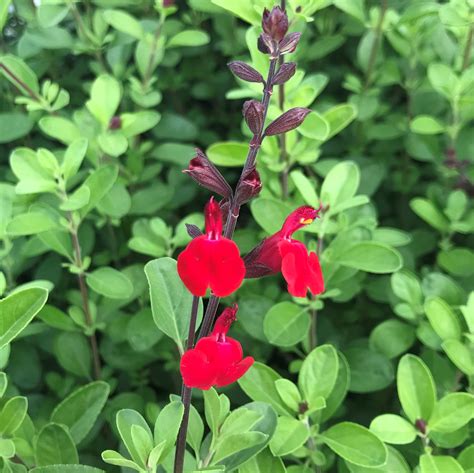 Salvia Greggii Flame Autumn Sage 45 Pot Little Prince To Go