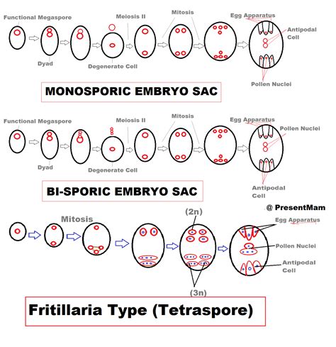 To the monosporic apinagia type: Types of Embryo Sac | new world " CREATED"