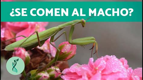 ¿cómo Cazan Las Mantis Religiosas 🙏 Características Hábitat