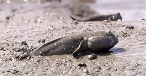 The Only Fish That Can Walk On Land Is The Mudfish Surprising The