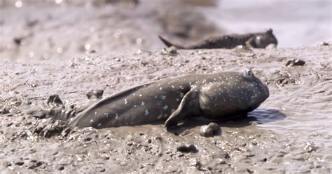 The Amazing Mudskipper A Fish That Walks On Land