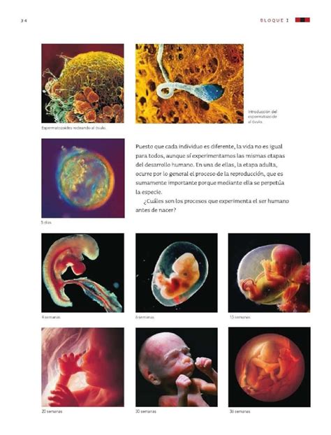 Es el funcionamiento de varios órganos del cuerpo al mismo 5 ciencias naturales quinto grado ciencias naturalessep alumno naturales 3. Etapas del desarrollo humano: La reproducción - Bloque I ...
