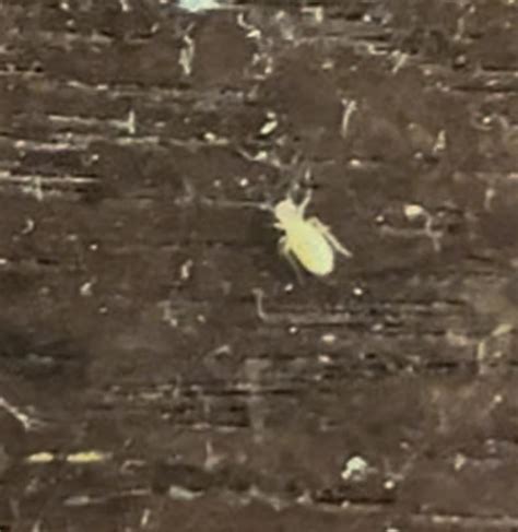 Ive Been Finding These Little Bugs In My Room Rwhatsthisbug