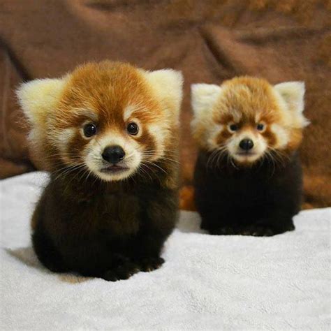 Type Of Pandas Baby Panda Images And Pictures The Cutest Animal In