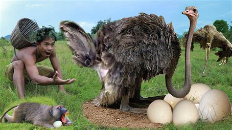 Omg Mother Ostrich Failed Protect Her Eggs From Human Monkey Hyena