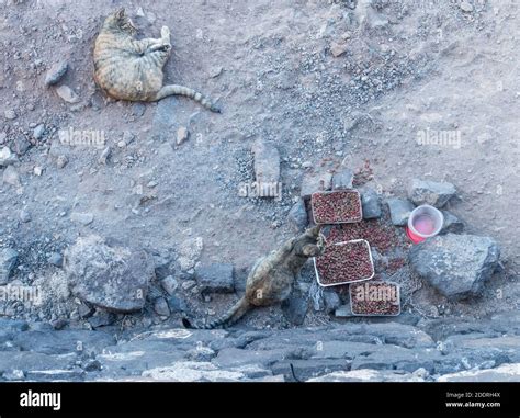 Feeding The Cat Hi Res Stock Photography And Images Alamy
