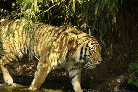 Bengal Tiger Hd Wallpaper