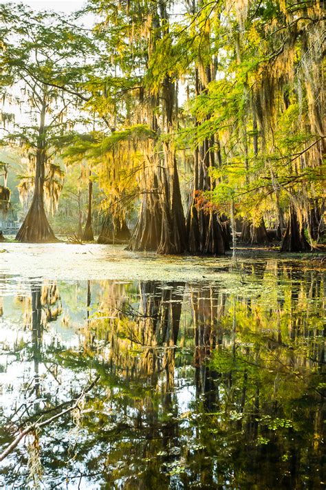 Bald Cypress Trees In Texas In Sunrise Pictures Images Prints