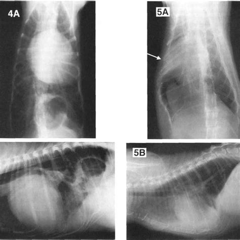 Clinical Findings In Dogs And Cats With Hiatal Hernia Download