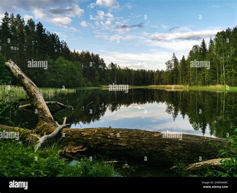 Untouched nature of the old reserve. Forest wild lake surrounded by