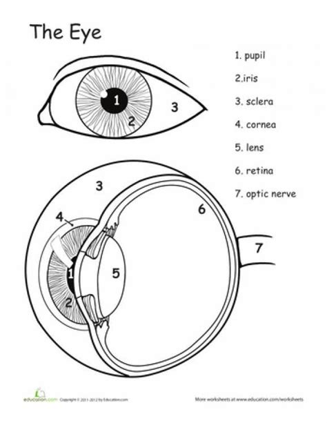 Printable Eye Worksheet