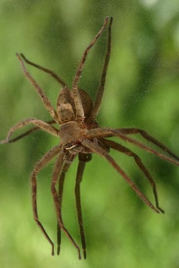 The Brown Recluse The Most Unique Feature Of The Brown Recluse Is The