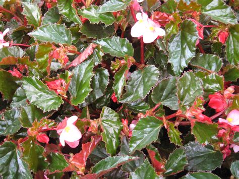 10 Varieties Of Begonias For Gardens And Containers