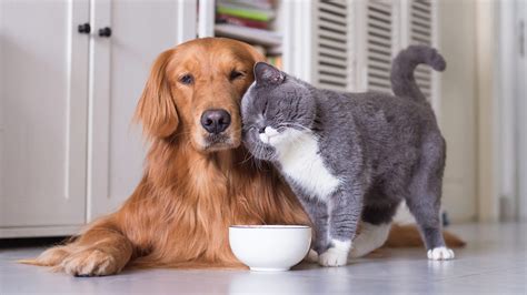 People food to feed to puppies. Can Cats Eat Dog Food? Comparing Cat And Dog Diets