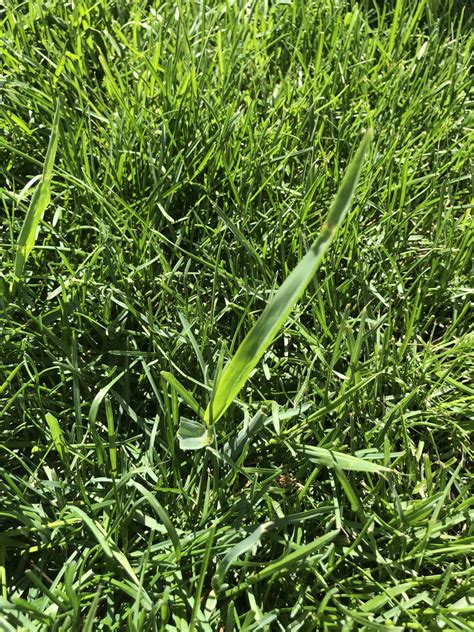 How To Take Care Of Weeds In Lawn