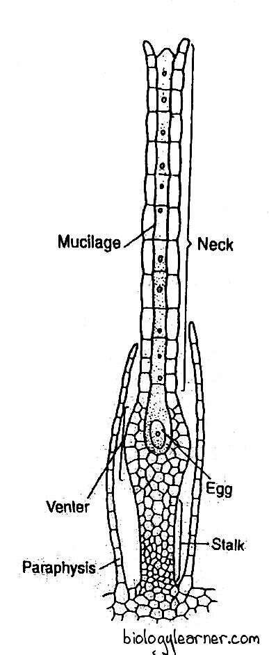 Polytrichum Distribution Structure Reproduction