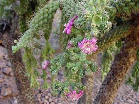 #mojave desert #orb and scepter #cholla cactus #mojave #desert #cholla #dry lake bed #nature #mojave desert love #original photography #original photographers #orignal photographer #original photography blog #norm halm #gay pagan #nature worship #male beauty. Cylindropuntia fulgida - Jumping Cholla, Chainfruit Cholla ...