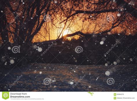 Trees Snowdrifts And Snowflakes Stock Image Image Of Refrigerate