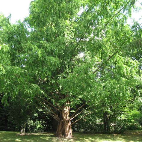 Dawn Redwood Metasequoia Glyptostroboides