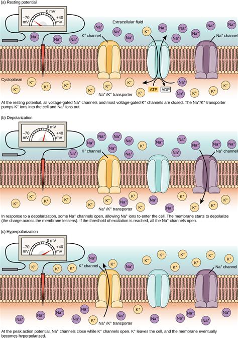 Resting Membrane Potential Biology For Majors Ii