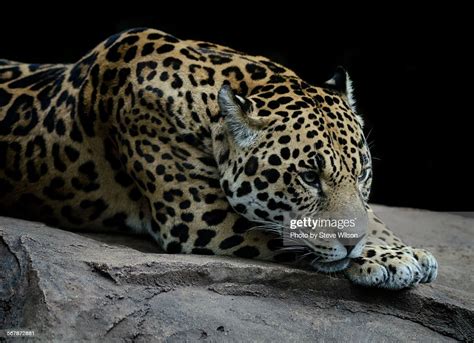 Resting Jaguar High Res Stock Photo Getty Images