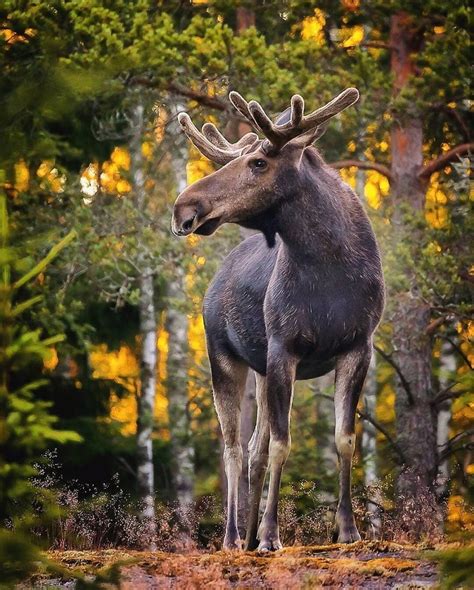 41 صورة سحرية للحيوانات تثبت أن الغابات الخيالية حقيقية في فنلندا إعلان