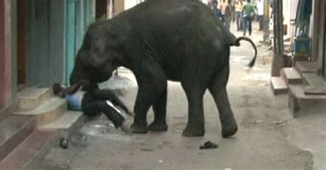 G Elefantes Selvagens Invadem Cidade E Matam Um Homem Na Ndia