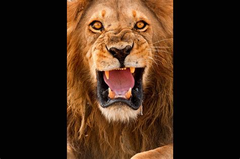 Angry Lion Eyes Wallpapers Wallpaper Cave