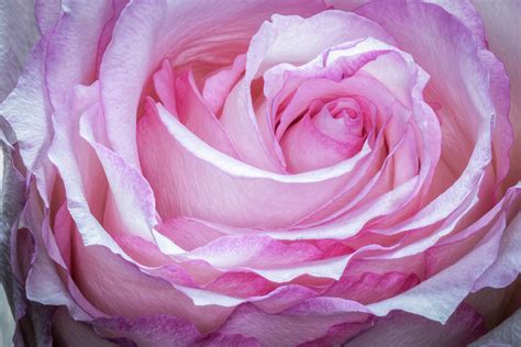 Macro Of Pink Rose Photograph By Chic Gallery Prints From Karen