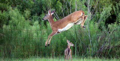 Jumping Deer Sequence Shot 5 Mom Deer Jumps To Reach The F Flickr
