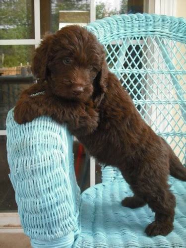 We did not find results for: Chocolate Mini Labradoodle | A Chocolate Labradoodle from ...