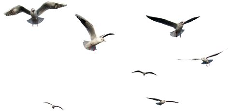 Flying Bird Png File By Kooyooss On Deviantart